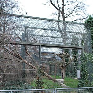 The mystery (?) of the free-ranging ring-tailed lemurs...