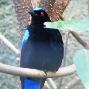 Male fairy bluebird (Irena puella)