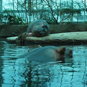 Hippos in the indoors enclosure