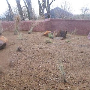 Meerkat Outdoor Enclosure After Refurb