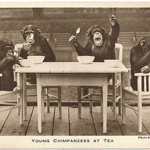 Young Chimpanzees at Tea