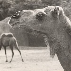 Camels