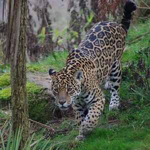 Chester Zoo - Jaguar