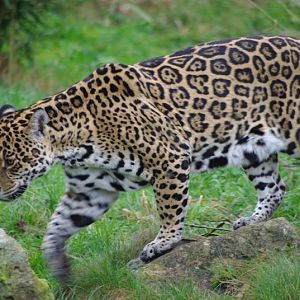 Chester Zoo - Jaguar