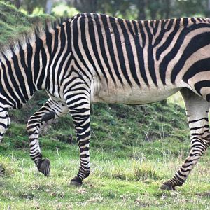 Hartmann's mountain zebra; Linton Zoo; 20 October 2007