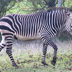 Hartmann's mountain zebra; Linton Zoo; 20 October 2007