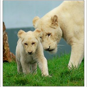 African White lioness and cub