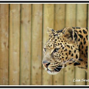 African Leopard