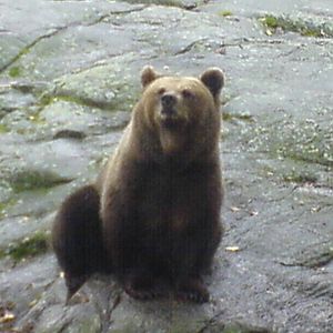 European Brown Bear