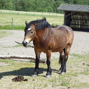 Horse