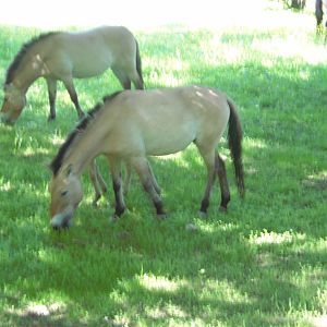 Przewalski's Horse