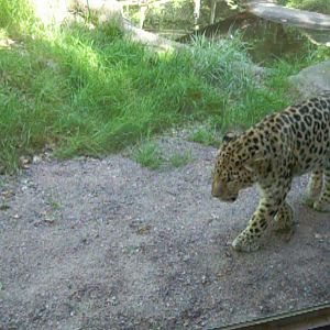 Amur Leopard