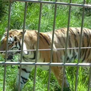 Amur Tiger