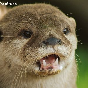 Asian Short Clawed otter