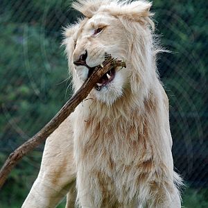 White Lion
