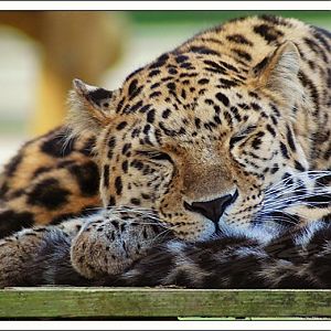 Amur Leopard