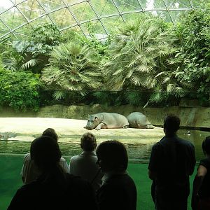 Hippopotamus Hous