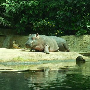 Hippopotamus & Duck