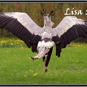 secretary bird