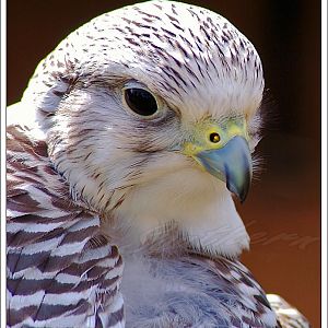 Lanner Falcon