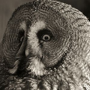 Great Grey Owl