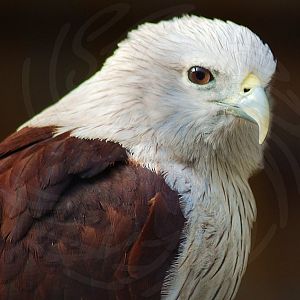 Brahminy Kite