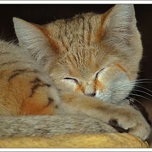 Sand Cat