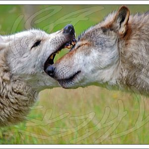 North American Wolves