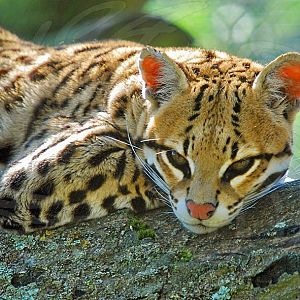 Ocelot