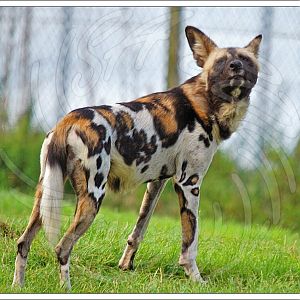 African Hunting Dog