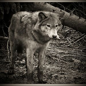 Grey Wolf