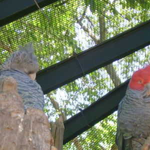 Gang-gang Cockatoos