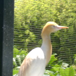 Cattle Egret in breeding plumage