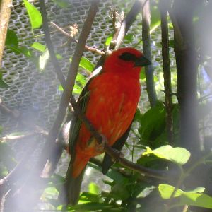 Madagascar Weaver or Red Fody