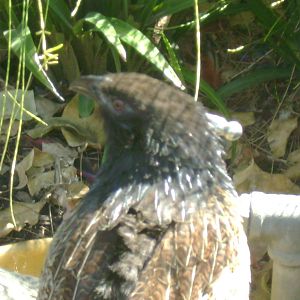Pheasant Coucal
