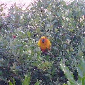 Sun Conure