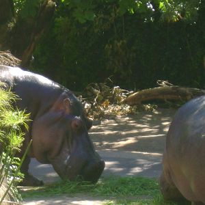 Common or Nile Hippopotamuses