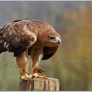 Tawny Eagle