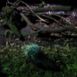 Indian Crested Porcupine