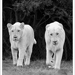 White African Lioness