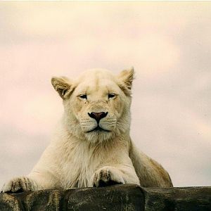 White Lioness