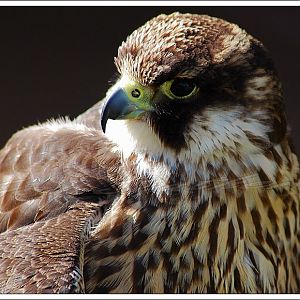 Peregrine Falcon