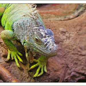 Green Iguana