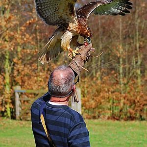 Red Tailed Hawk