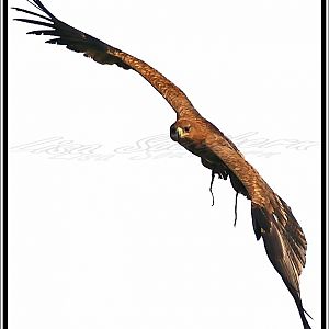Tawny Eagle