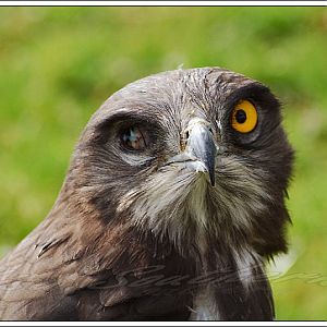 Black-chested Harrier-Eagle