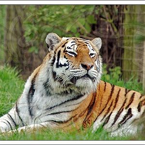 Amur Tiger
