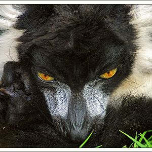 Black and Whited Ruffed lemur