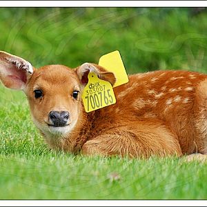 Red Lechwe Fawn