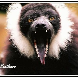 Black and White ruffed Lemur